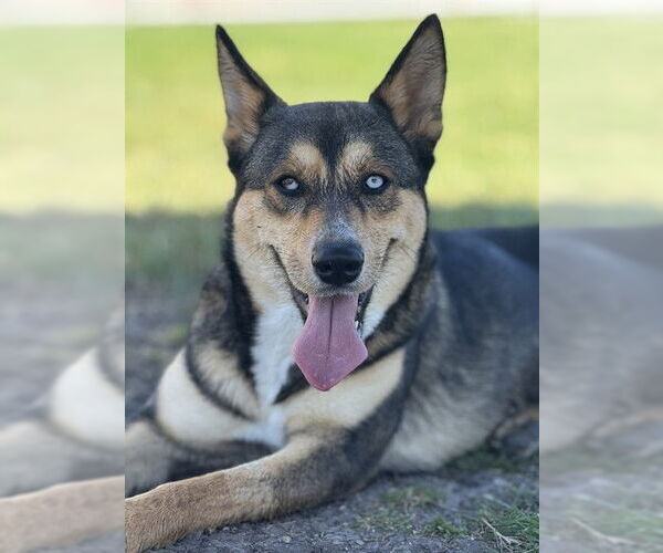 Medium Photo #5 German Shepherd Dog-Unknown Mix Puppy For Sale in Corpus Christi, TX, USA