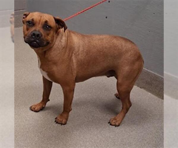 Medium Photo #1 American Pit Bull Terrier-Unknown Mix Puppy For Sale in Las Vegas, NV, USA