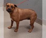 Small American Pit Bull Terrier Mix