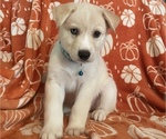 Puppy 2 Australian Shepherd-Siberian Husky Mix