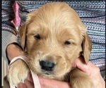 Puppy Rosie Golden Retriever