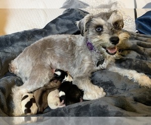 Mother of the Schnauzer (Miniature) puppies born on 01/04/2023