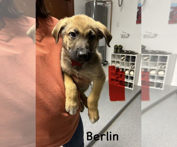 Medium Photo #1 German Shepherd Dog-Unknown Mix Puppy For Sale in Imlay City, MI, USA