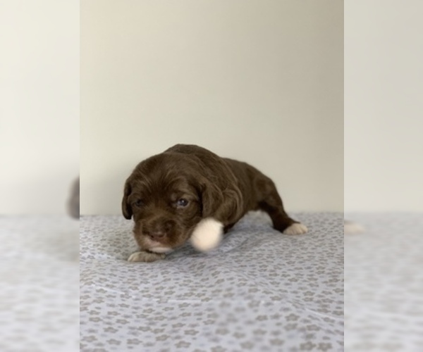 Medium Photo #6 Labradoodle Puppy For Sale in CRESTLINE, OH, USA