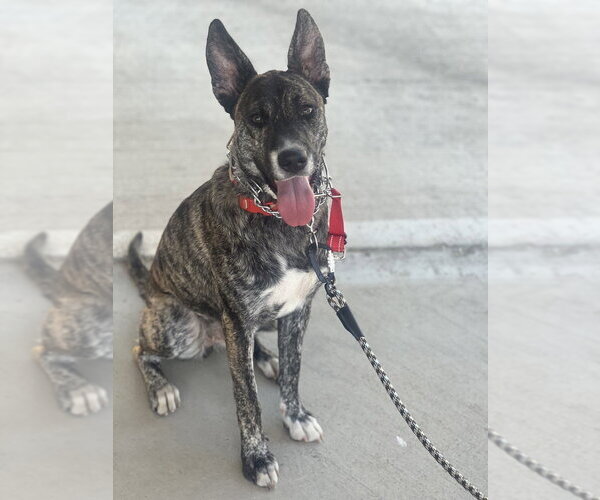 Medium Photo #2 Holland Shepherd-Unknown Mix Puppy For Sale in Dana Point, CA, USA
