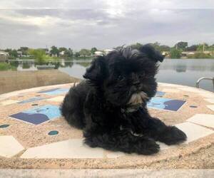 Shih Tzu Puppy for sale in HALLANDALE BEACH, FL, USA