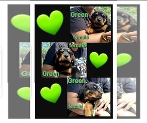 Medium Rottweiler