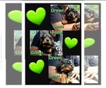 Puppy Puppy 6 Rottweiler