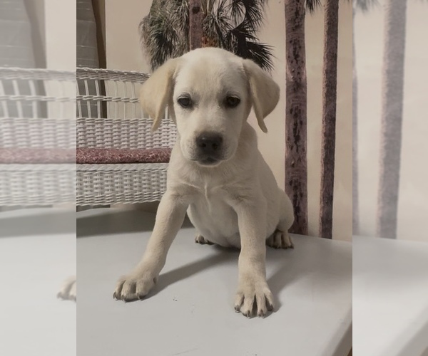 Medium Photo #12 Labrador Retriever Puppy For Sale in SPRINGFIELD, MO, USA