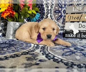 Golden Retriever Puppy for sale in LANCASTER, PA, USA