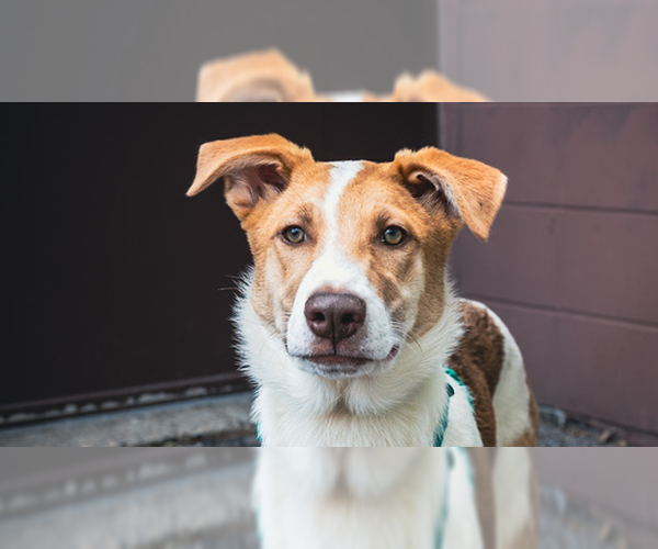 Medium Photo #4 Mutt Puppy For Sale in Plymouth, MN, USA