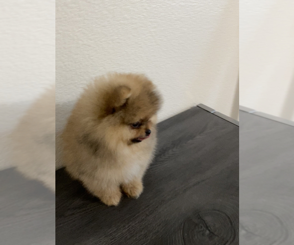 Medium Photo #4 Pomeranian Puppy For Sale in CHULA VISTA, CA, USA
