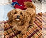 Small #3 Cocker Spaniel Mix