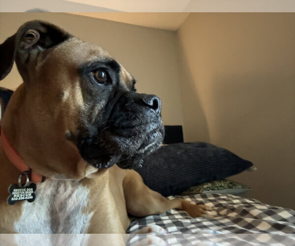 Medium Photo #14 Boxer Puppy For Sale in  Katy, TX, USA