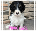Puppy Pink girl Bernedoodle