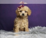 Puppy Chara AKC Poodle (Toy)