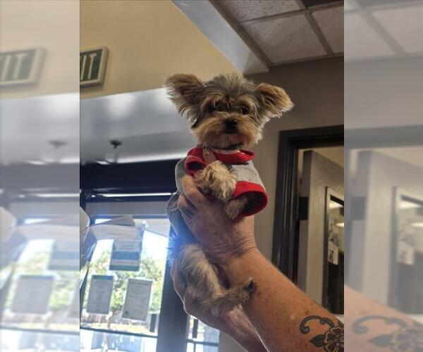 Medium Photo #1 Mutt Puppy For Sale in Burbank, CA, USA