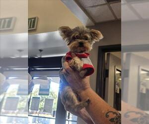 Mutt Dogs for adoption in Burbank, CA, USA