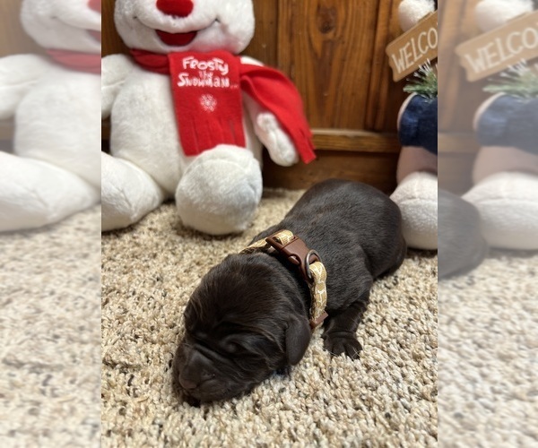 Medium Photo #9 Labrador Retriever Puppy For Sale in NEOLA, WV, USA