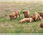 Small Photo #7 Dogue de Bordeaux Puppy For Sale in MONROE, GA, USA