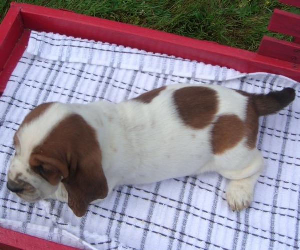 Medium Photo #3 Basset Hound Puppy For Sale in ORRVILLE, OH, USA