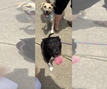 Small #5 Mutt