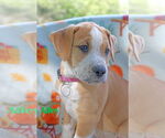 Small #1 American Pit Bull Terrier Mix