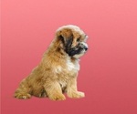Small Photo #3 Cock-A-Tzu Puppy For Sale in SAN DIEGO, CA, USA