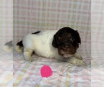 Small #5 Goldendoodle