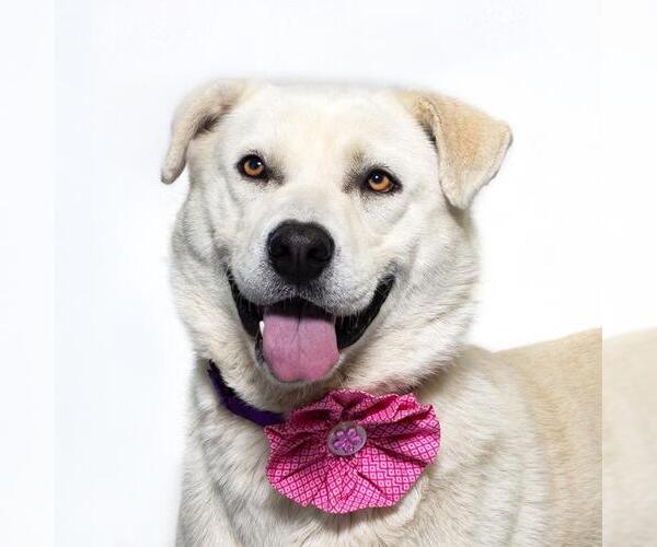 Medium Photo #1 Labrador Retriever-Unknown Mix Puppy For Sale in Santa Maria, CA, USA