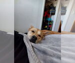 Small #1 Labrador Retriever Mix