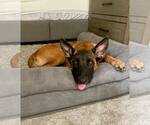 Small #1 German Shepherd Dog Mix
