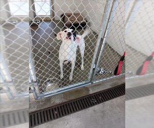 Parson Russell Terrier-Pointer Mix Dogs for adoption in Easton, MD, USA