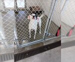 Small Photo #1 Parson Russell Terrier-Pointer Mix Puppy For Sale in Easton, MD, USA