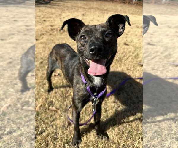 Medium Photo #3 Mutt Puppy For Sale in Greenville, SC, USA