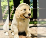 Small Photo #36 Golden Retriever Puppy For Sale in AMITY, AR, USA