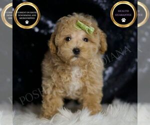 Maltipoo Puppy for sale in WARSAW, IN, USA
