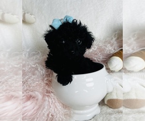Poodle (Toy) Puppy for sale in THONOTOSASSA, FL, USA