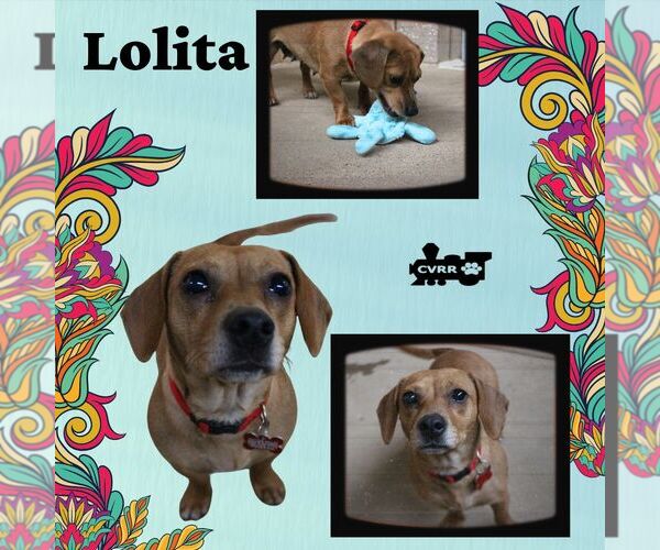 Medium Photo #1 Chiweenie Puppy For Sale in Lindsay, CA, USA