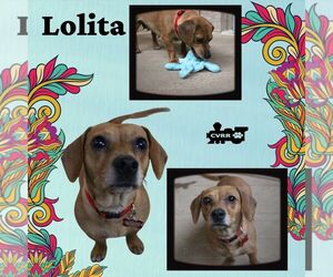 Chiweenie Dogs for adoption in Lindsay, CA, USA