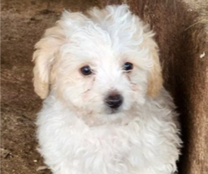 Maltipoo Puppy for sale in MODESTO, CA, USA