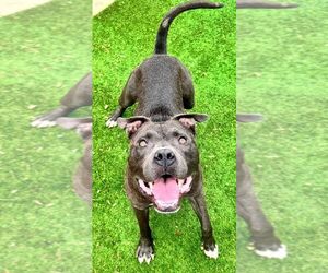 Smokey - Male Mutt Dog for Adoption - Photo #2