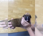 Puppy Caramel Boxer