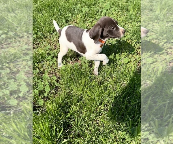 Medium Photo #1 German Shorthaired Pointer Puppy For Sale in RIO LINDA, CA, USA