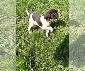 German Shorthaired Pointer Puppy for Sale in RIO LINDA, California USA