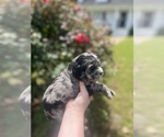 Puppy Neptune Cocker Spaniel