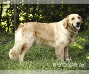 Mother of the Golden Retriever puppies born on 08/24/2022