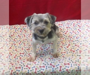 Morkie Puppy for sale in PATERSON, NJ, USA