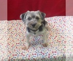 Small Morkie