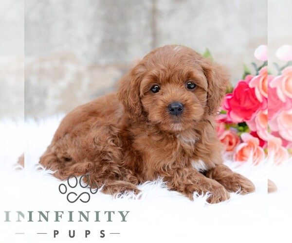 Medium Photo #3 Cavapoo (Miniature) Puppy For Sale in DORNSIFE, PA, USA